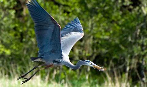 Great Blue Heron (Ardea herodias). Photo: George Gentry, U.S. Fish and Wildlife Service