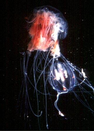 Lions mane jellyfish (Cyanea capillata)