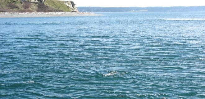  A tidal whirl in northern Admiralty Inlet, Puget Sound, Washington, where currents routinely exceed 3 m/s (6 knots). Image source: University of Washington