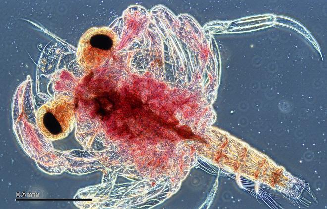 Crab larva (Brachyura). Negative phase contrast microscopy at 120x magnification. Photo: Josef Reischig http://commons.wikimedia.org/wiki/File:Crab_larva_(265_08).jpg