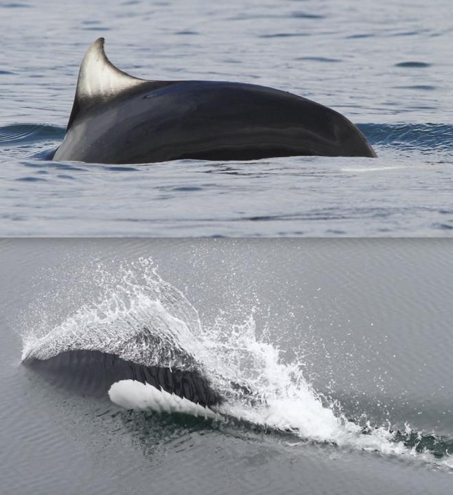 Two images of Dall’s porpoises surfacing from the water. The top photo shows a porpoise emerging from smooth water; the bottom photo shows a porpoise creating splashing as it emerges. 