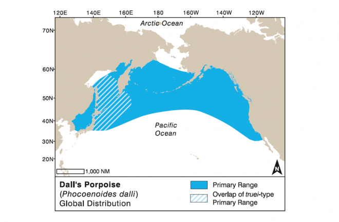 Map of the North Pacific Ocean showing range of Dall’s porpoise shaded in blue.