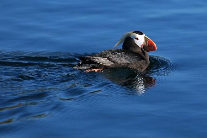 Tufted puffin (Fratercula cirrhata) off the coast of Protection Island. Image courtesy of Peter Davis, US Fish and Wildlife Service. 