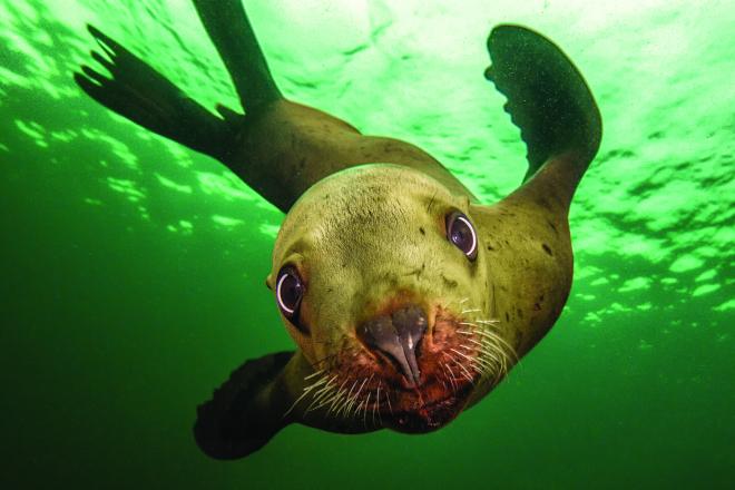 Juvenile Stellar sea lion (page 107). Photo: Jessica Newley