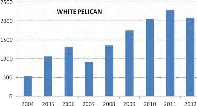 Numbers of American white pelicans counted in aerial photographs of Badger Island, during the 2004-2012 breeding seasons (D. Lyons, Oregon State University).
