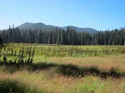 Meadow in Gifford Pinchot National Forest where cranes were observed in 2012.