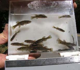 Olympic mudminnows captured in Thurston County (Glasgow and Hallock 2009).