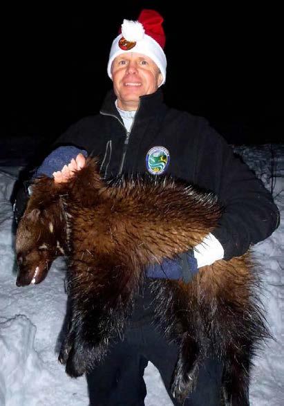 WDFW District Biologist Scott Fitkin with a male wolverine captured in the North Cascades of Okanogan County, Washington, in 2012 (photo WDFW).