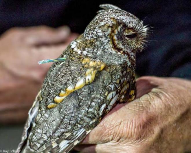 Flammulated owl with geolocator attached (photo by Kay Schultz).