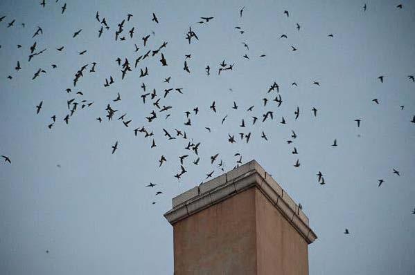 Migrating Vaux’s swifts enter the chimney at Wagner Elementary School in Monroe to roost for the night (photo by Martha Benedict).