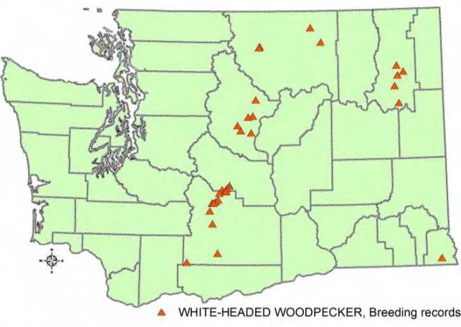 Records of white-headed woodpeckers in Washington (WDFW data).