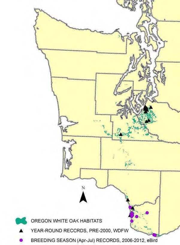 Various records of slender-billed white-breasted nuthatches from western Washington.