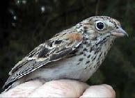 Oregon vesper sparrow in hand (photo by Russell Rogers).