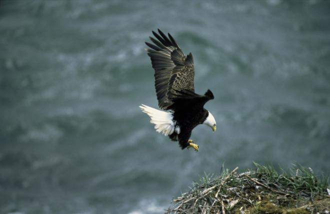 Bald eagle. Photo: Dave Menke, U.S. Fish and Wildlife Service