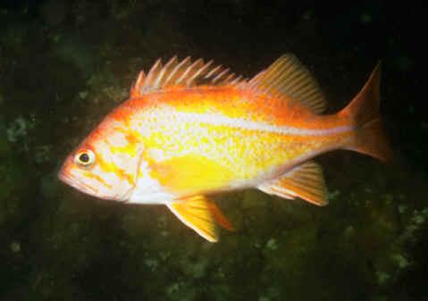 Canary rockfish (Sebastes pinniger). Image courtesy of NOAA.