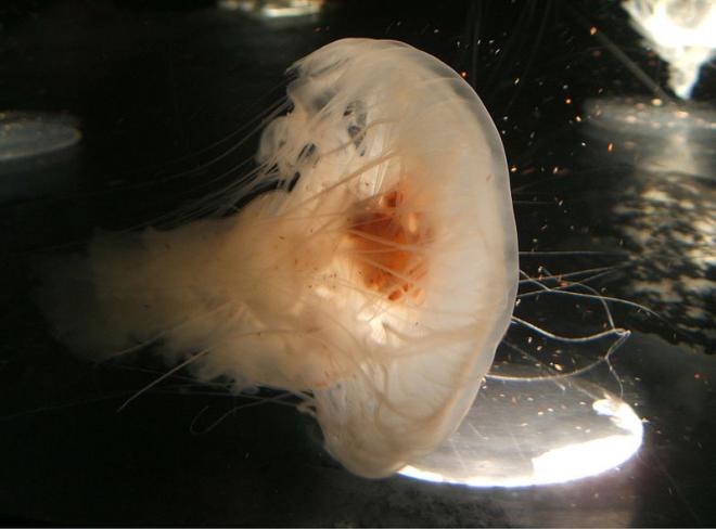 Egg-yolk jellyfish (Phacellophora camtschatica). Photo by Steven G. Johnson.