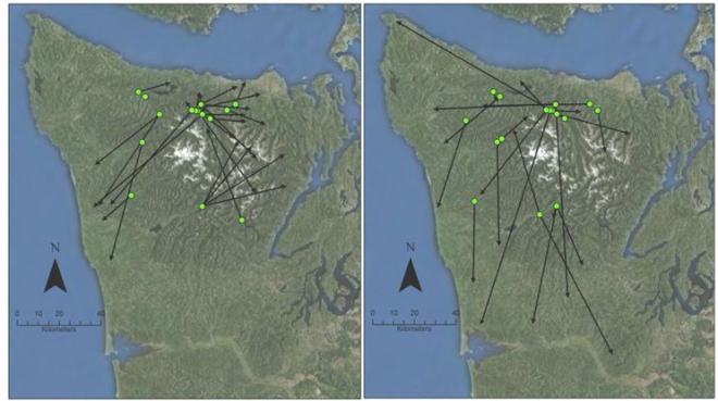 Arrows illustrating straight-line distances from release sites to the center of home ranges of 27 females (left) and 21 males (right) on the Olympic Peninsula, 2008-2011.