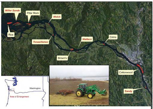 Island sites in the lower Columbia River used in the habitat management study; sites in red are restoration trial sites (from Anderson 2011).