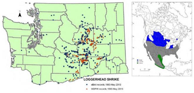 Left, observation records of loggerhead shrikes in Washington, 1993-May 2013 (eBird 2013, WDFW WSDM database); right, breeding (blue), year-round (gray), and winter-only ranges (green) in North America (from Wiggins 2005).