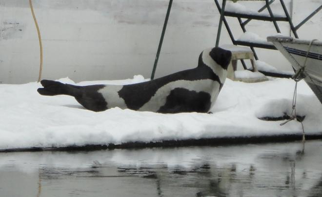 Ribbon seal sighted on January 20, 2012 in Snohomish County, Washington (credit Kristin Wilkinson, NOAA Fisheries)