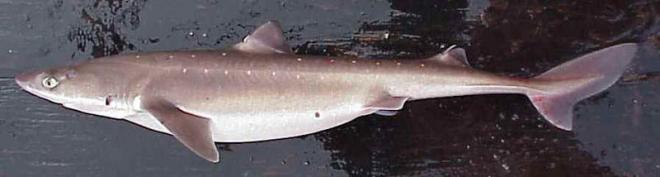 Spiny dogfish (Squalus acanthias). Image courtesy of NOAA.