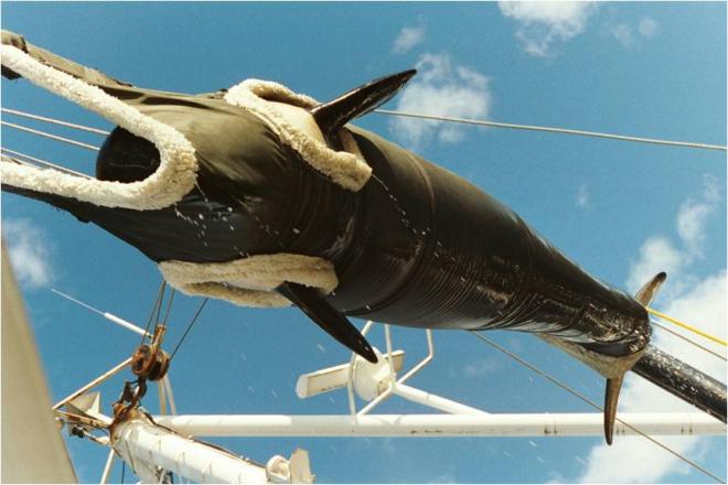 Springer, orca A73, being lifted by a crane. Photo: NOAA Fisheries