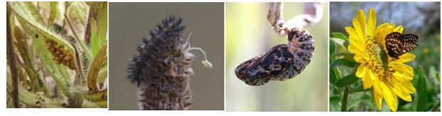 Taylor’s checkerspot eggs, larvae, pupae, and captive-reared adult released in Washington (photos, left to right, by M. Linders, Rod Gilbert, Rod Gilbert, and M. Linders).