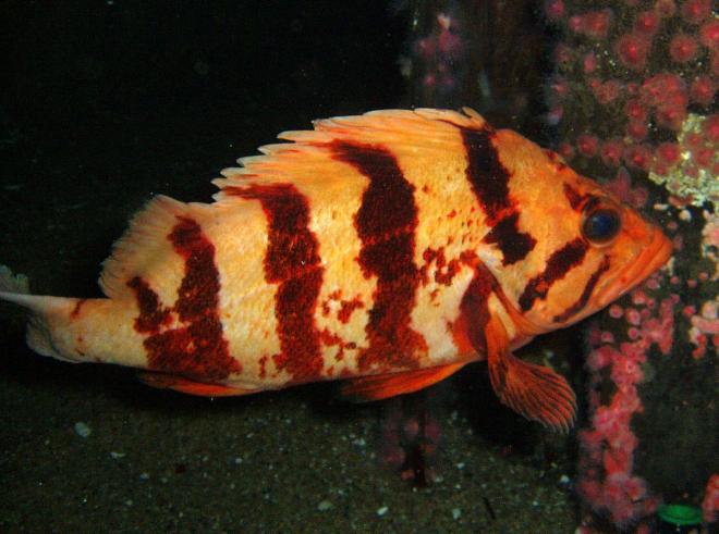 Tiger rockfish (Sebastes nigrocinctus). Photo by Chad King of the Sanctuary Integrated Monitoring Program.