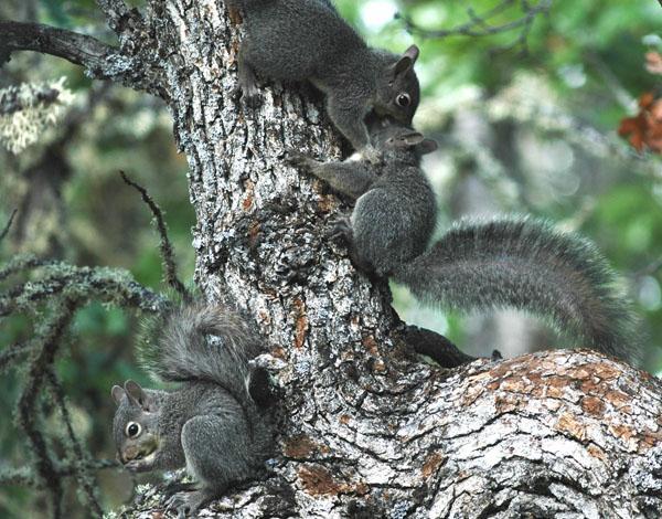 Figure 3. Juvenile western gray squirrels. Photo by Matt Vander Haegen.