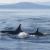 Killer Whales photographed from San Juan Island, WA.