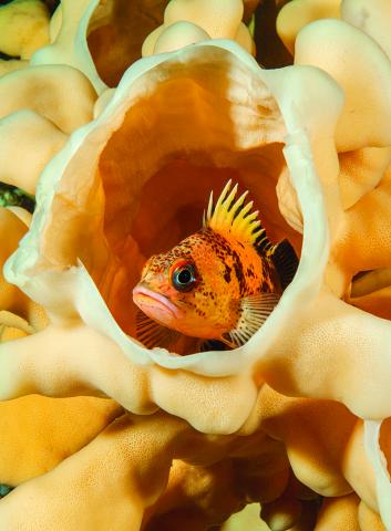 Juvenile rockfish shelters inside a cloud sponge (page 31). Photo: Marc Chamberlain