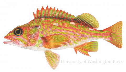 An illustration of the rosethorn rockfish (Sebastes helvomaculatus). Copyright: Joseph R. Tomelleri