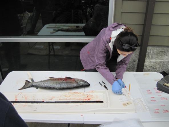 Mariko Langness, a biologist with the Washington Department of Fish and Wildlife, collects fish scales from a chinook salmon to establish its age before testing for toxic chemicals. Photo: WDFW