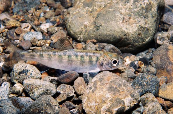 Juvenile Chinook salmon. Photo: Roger Tabor/USFWS (CC BY 2.0) https://www.flickr.com/photos/usfwspacific/6093344388