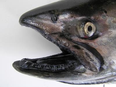 Blackmouth salmon. Photo: WDFW