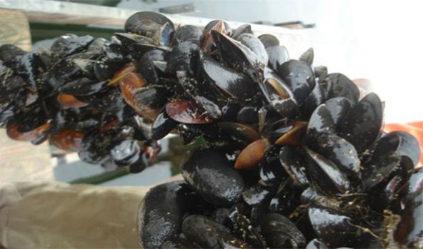 Shellfish are nature's water filters. One mussel can filter upwards of 10 gallons of water each day. Photo: Pacific Shellfish Institute
