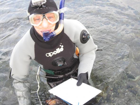 Sarah Heerhartz monitoring fish movements in snorkel gear. Photo: Jesse Colangelo-Lillis