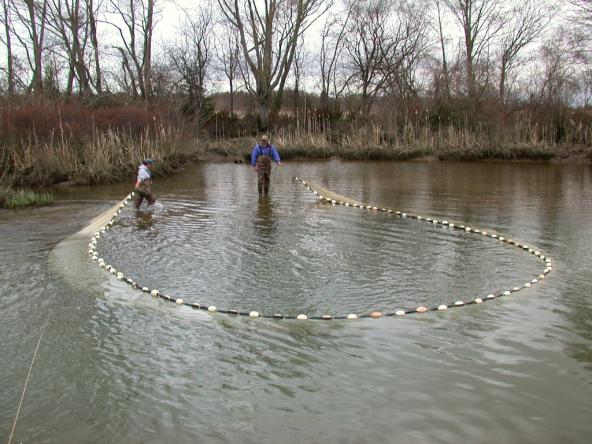 Researchers netting salmon in the Snohomish River delta for study. Photo: NOAA