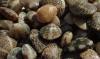 Juvenile Manila clams. Photo: Julie Barber