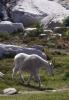 Mountain goats are commonly found in alpine habitat. Photo by Jennifer Vanderhoof.