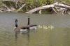 Canada geese, commonly seen in Lake Washington. Photo by Jennifer Vanderhoof. 