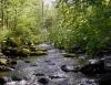 A section of Griffin Creek. Photo copyright King County.