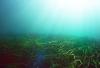 Seagrass meadows provide valuable habitat. Photo by Randy Shuman. 