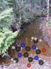 Caffeine molecule and Kitsap County creek testing control site