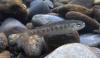 Juvenile chinook salmon in Olympic National Park. Photo courtesy of NOAA.