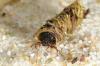 Photo credit: Biopix, Caddisfly, Limnephilus politus CC BY-NC