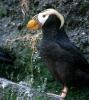 Tufted Puffin. Photo courtesy of WDFW.