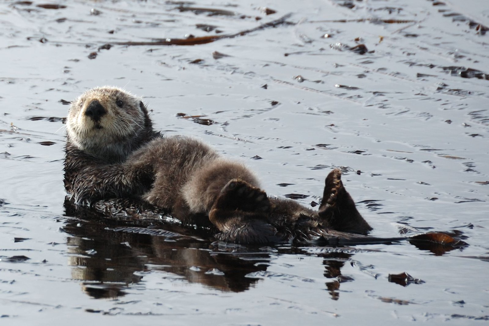 Sea Otter