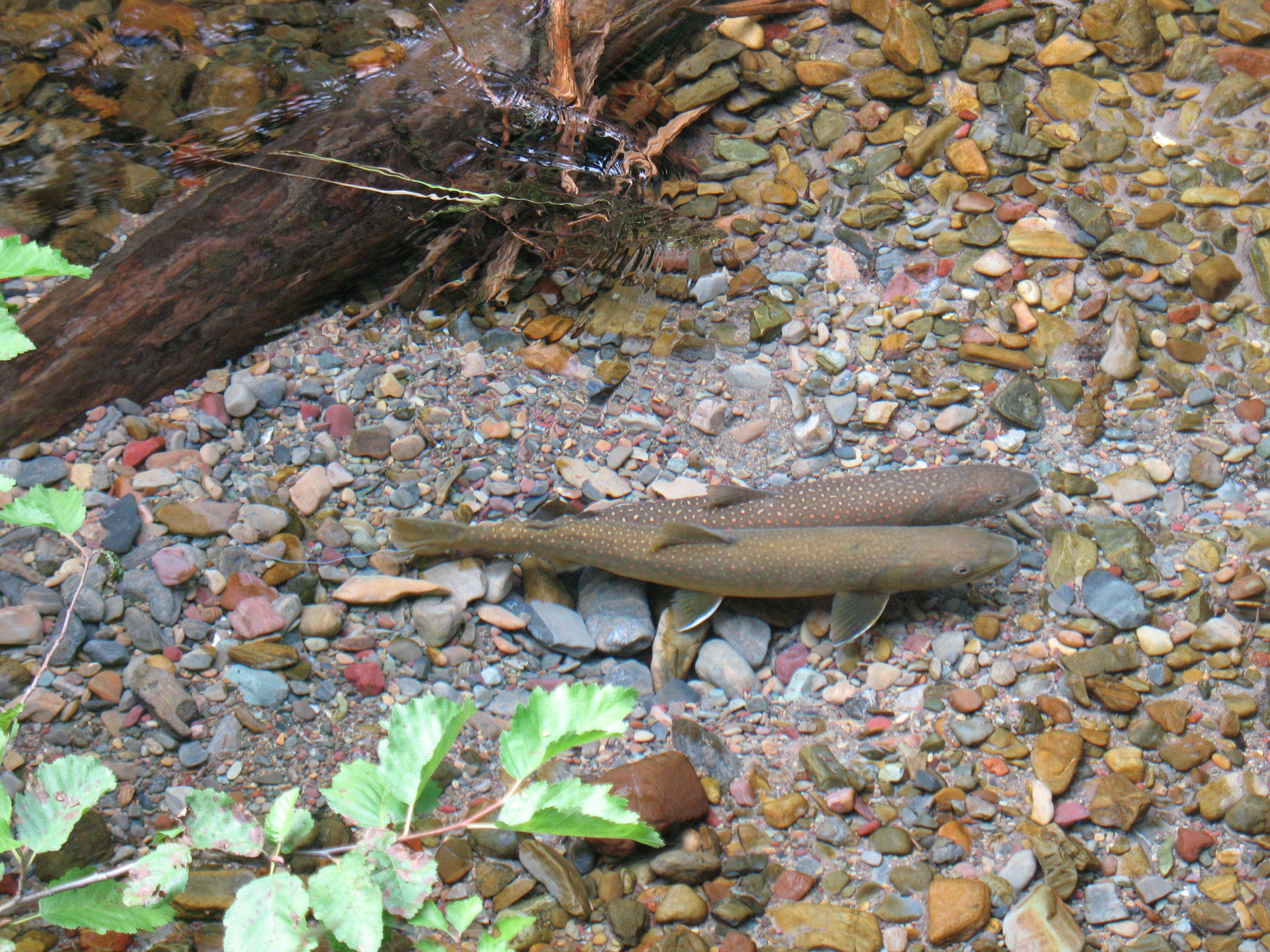 Bull trout pair on redd.  Lolo National Forest, Montana. Photo by Aubree Benson, courtesy of US Forest Service.