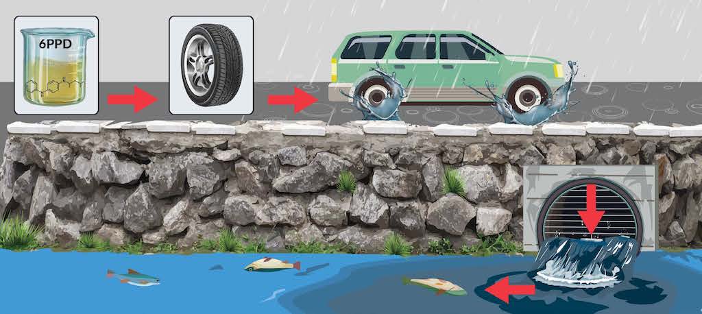 Graphic illustration showing pathway of toxic chemical from tires into water where fish die.